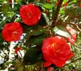 red camellias